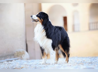 Maori's Hei Toki -  BlackTri Australian Shepherd Deckrüde DNA-VP, RF, BH -VT, RO3, ROIC, Agi A2