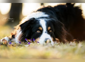 Maori's Hei Toki -  BlackTri Australian Shepherd Deckrüde DNA-VP, RF, BH -VT, RO3, ROIC, Agi A2