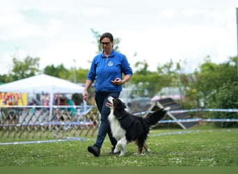 Maori's Hei Toki -  BlackTri Australian Shepherd Deckrüde DNA-VP, RF, BH -VT, RO3, ROIC, Agi A2