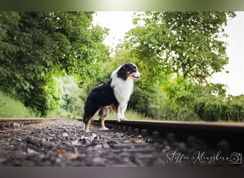 Maori's Hei Toki -  BlackTri Australian Shepherd Deckrüde DNA-VP, RF, BH -VT, RO3, ROIC, Agi A2