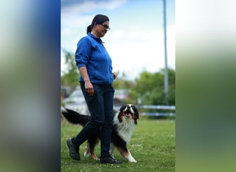 Maori's Hei Toki -  BlackTri Australian Shepherd Deckrüde DNA-VP, RF, BH -VT, RO3, ROIC, Agi A2