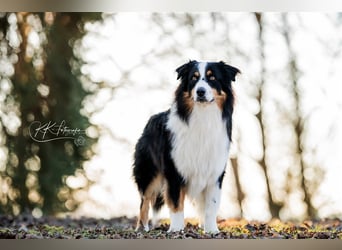 Maori's Hei Toki -  BlackTri Australian Shepherd Deckrüde DNA-VP, RF, BH -VT, RO3, ROIC, Agi A2