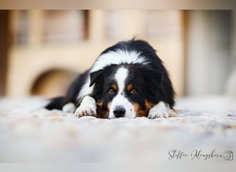 Maori's Hei Toki -  BlackTri Australian Shepherd Deckrüde DNA-VP, RF, BH -VT, RO3, ROIC, Agi A2