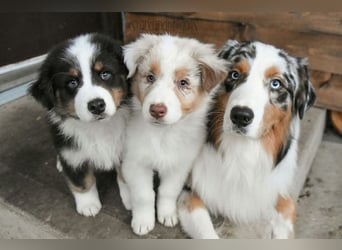 Australian shepherd Hündin – geimpft, entwurmt, gechipt, mit EU-Heimtierausweis