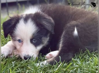 Australian Shepherd Welpen, nur noch 2 frei, auszugsbereit/ ASCA Papieren