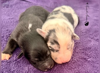 Tolle Australian Shepherd Welpen / ASCA