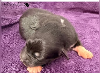 Tolle Australian Shepherd Welpen / ASCA