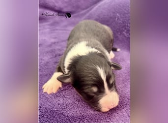Tolle Australian Shepherd Welpen / ASCA
