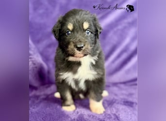 Tolle Australian Shepherd Welpen / ASCA
