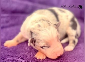 Tolle Australian Shepherd Welpen / ASCA
