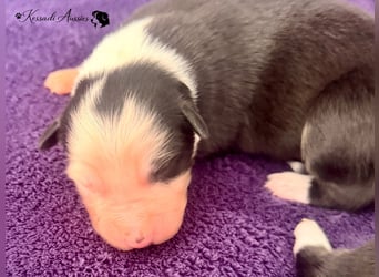 Tolle Australian Shepherd Welpen / ASCA