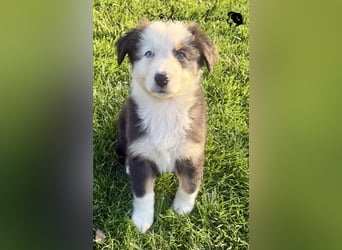 Australian Shepherd Welpen, nur noch 2 frei, auszugsbereit/ ASCA Papieren