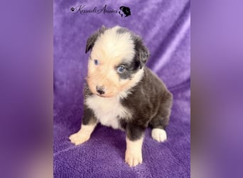 Tolle Australian Shepherd Welpen / ASCA
