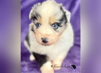 Tolle Australian Shepherd Welpen / ASCA