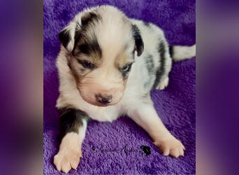 Tolle Australian Shepherd Welpen / ASCA