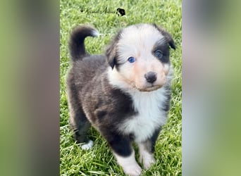 Tolle Australian Shepherd Welpen / ASCA