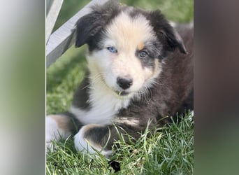 Australian Shepherd Welpen, nur noch 2 frei, auszugsbereit/ ASCA Papieren