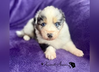 Tolle Australian Shepherd Welpen / ASCA