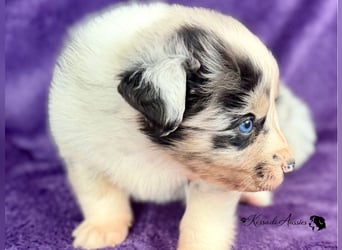 Tolle Australian Shepherd Welpen / ASCA
