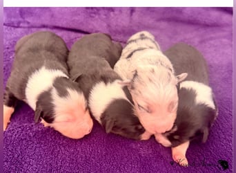 Tolle Australian Shepherd Welpen / ASCA