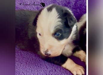 Tolle Australian Shepherd Welpen / ASCA