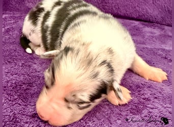 Tolle Australian Shepherd Welpen / ASCA