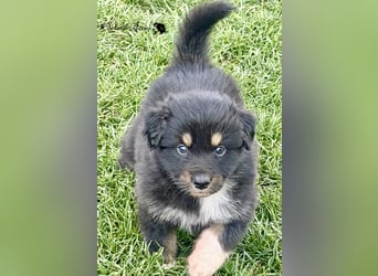 Tolle Australian Shepherd Welpen / ASCA