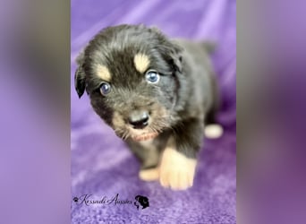 Tolle Australian Shepherd Welpen / ASCA