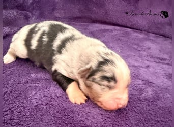Tolle Australian Shepherd Welpen / ASCA