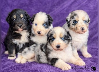 Tolle Australian Shepherd Welpen / ASCA