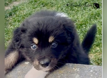 Australian Shepherd Welpen, nur noch 2 frei, auszugsbereit/ ASCA Papieren