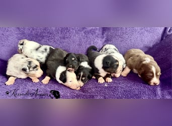Tolle Australian Shepherd Welpen / ASCA
