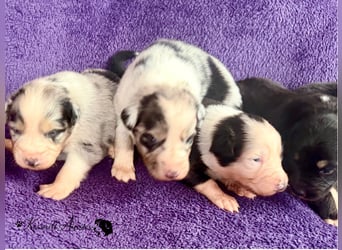 Tolle Australian Shepherd Welpen / ASCA