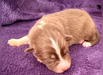 Tolle Australian Shepherd Welpen / ASCA
