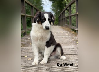 Traum schöne Australian Shepherd Welpen