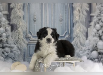 Traumschöne Australian Shepherd Welpen