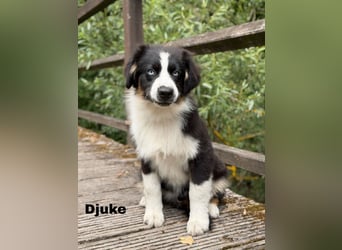 Traum schöne Australian Shepherd Welpen