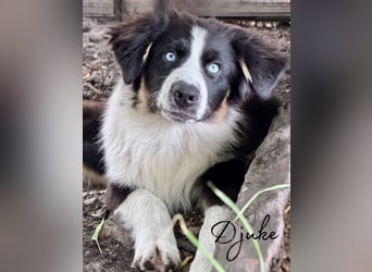 Traum schöne Australian Shepherd Welpen