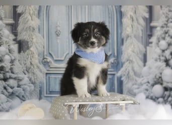 Traumschöne Australian Shepherd Welpen