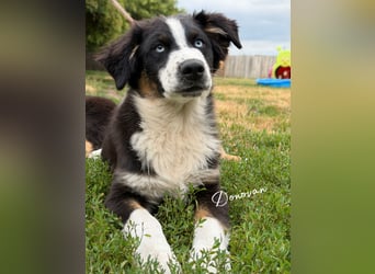 Traum schöne Australian Shepherd Welpen
