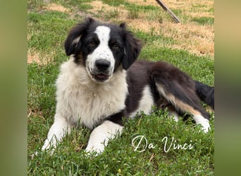 Traum schöne Australian Shepherd Welpen