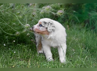 Blue-Merle Australian Shepherd Rüde Welpe aus CASD-/VDH-Zucht in Thüringen