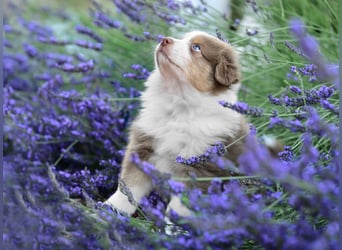 Roter Australian Shepherd Rüde Welpe aus CASD / VDH-Zucht in Thüringen