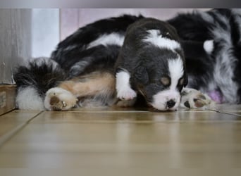Black-tri Australian Shepherd Rüde Welpe aus CASD-/ VDH-Zucht in Thüringen