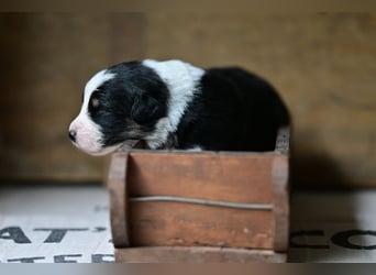 Black tri Australian Shepherd Welpe Rüde aus VDH / CASD-Zucht in Thüringen