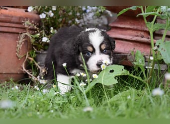 Black-tri  Australian Shepherd Rüde Welpe aus VDH / CASD Zucht in Thüringen