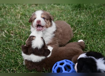 Roter Australian Shepherd Rüde Welpe aus CASD / VDH-Zucht in Thüringen