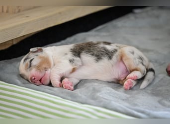 Blue-Merle Australian Shepherd Rüde Welpe aus CASD-/VDH-Zucht in Thüringen
