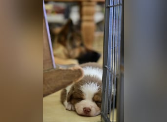 Roter Australian Shepherd Rüde Welpe aus CASD / VDH-Zucht in Thüringen