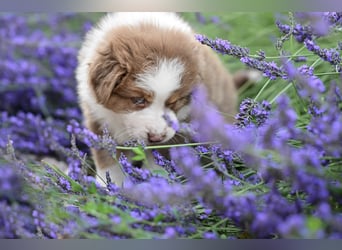 Roter Australian Shepherd Rüde Welpe aus CASD / VDH-Zucht in Thüringen